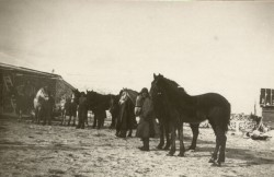 Фотография. Лощади в Ставропольской психиатрической колонии. 1930-е гг. Из фотоальбома главного врача А.Я. Доршта 1939 г.